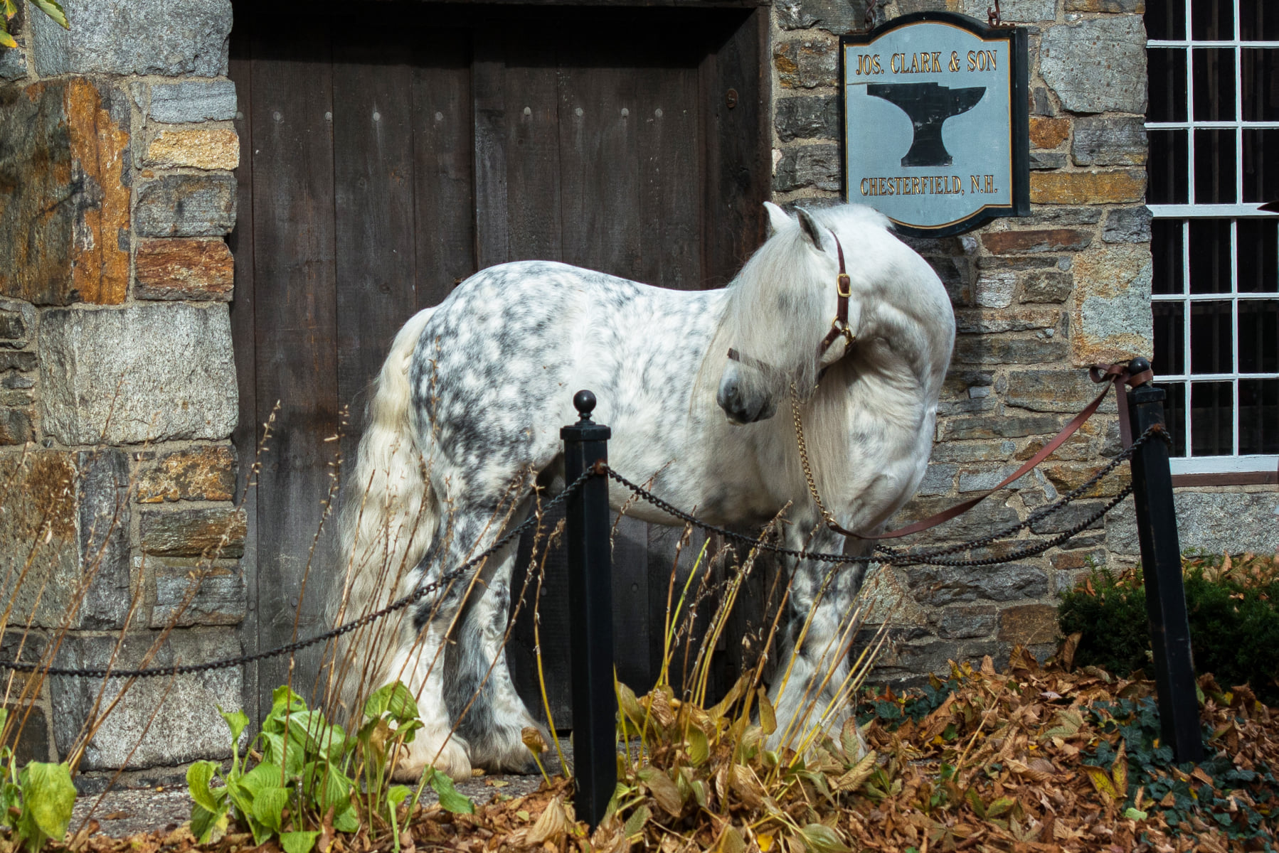 Helen Peppe Horse Photography